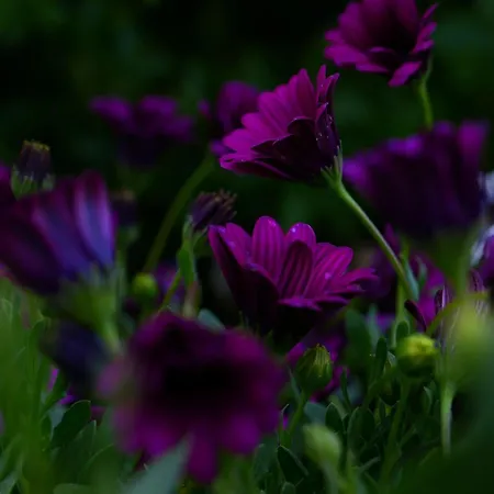 Garden Cyprus Tatil Evi