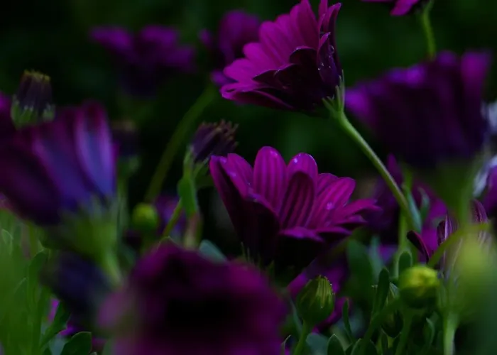 Garden Cyprus Prázdninový dům